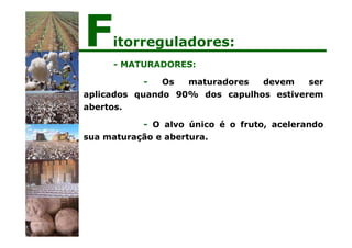 - MATURADORES:
- Os maturadores devem ser
aplicados quando 90% dos capulhos estiverem
abertos.
- O alvo único é o fruto, acelerando
sua maturação e abertura.
Fitorreguladores:
 