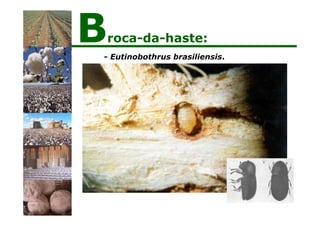 - Eutinobothrus brasiliensis.
Broca-da-haste:
 