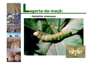 - Heliothis virescens.
Lagarta-da-maçã:
 