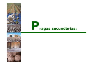 Pragas secundárias:
 