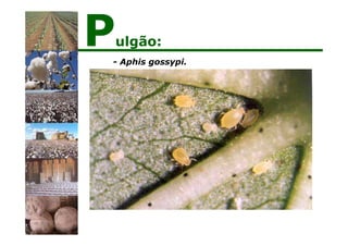- Aphis gossypi.
Pulgão:
 