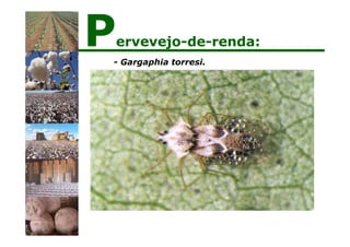 - Gargaphia torresi.
Pervevejo-de-renda:
 