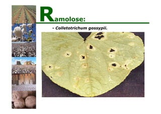 - Colletotrichum gossypii.
Ramolose:
 