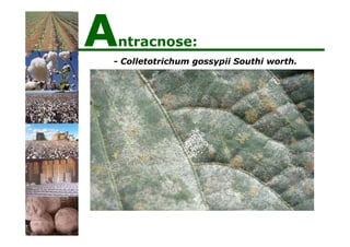- Colletotrichum gossypii Southi worth.
Antracnose:
 