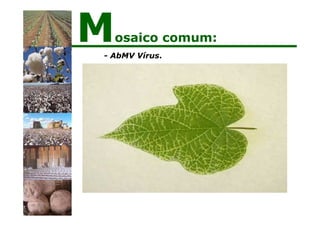 - AbMV Vírus.
Mosaico comum:
 