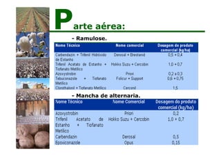 - Ramulose.
Parte aérea:
- Mancha de alternaria.
 