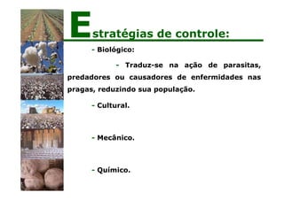 - Biológico:
- Traduz-se na ação de parasitas,
predadores ou causadores de enfermidades nas
pragas, reduzindo sua população.
- Cultural.
- Mecânico.
- Químico.
Estratégias de controle:
 