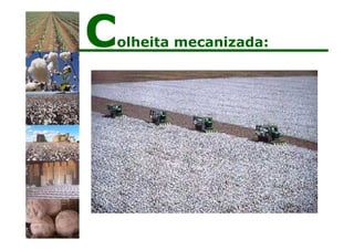 Colheita mecanizada:
 
