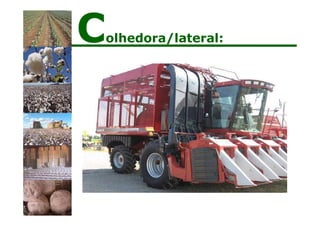 Colhedora/lateral:
 