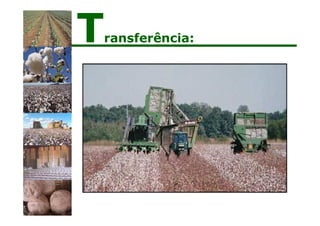 Transferência:
 