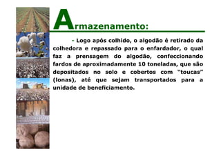 - Logo após colhido, o algodão é retirado da
colhedora e repassado para o enfardador, o qual
faz a prensagem do algodão, confeccionando
fardos de aproximadamente 10 toneladas, que são
depositados no solo e cobertos com “toucas”
(lonas), até que sejam transportados para a
unidade de beneficiamento.
Armazenamento:
 