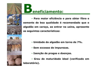 - Para maior eficiência e para obter fibra e
semente de boa qualidade é recomendado que o
algodão em caroço, ao entrar na usina, apresente
as seguintes características:
- Umidade do algodão em torno de 7%.
- Sem excesso de impurezas.
- Isenção de pragas e doenças.
- Grau de maturidade ideal (verificado em
laboratório).
Beneficiamento:
 