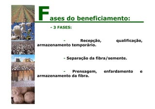 - 3 FASES:
- Recepção, qualificação,
armazenamento temporário.
- Separação da fibra/semente.
- Prensagem, enfardamento e
armazenamento da fibra.
Fases do beneficiamento:
 
