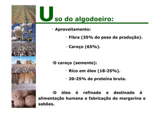 - Aproveitamento:
- Fibra (35% do peso da produção).
- Caroço (65%).
-O caroço (semente):
- Rico em óleo (18-25%).
- 20-25% de proteína bruta.
-O óleo é refinado e destinado à
alimentação humana e fabricação de margarina e
sabões.
Uso do algodoeiro:
 