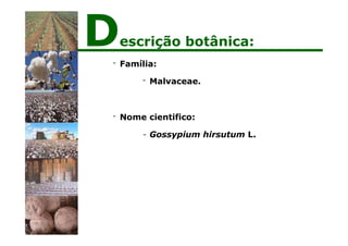- Família:
- Malvaceae.
- Nome cientifico:
- Gossypium hirsutum L.
Descrição botânica:
 