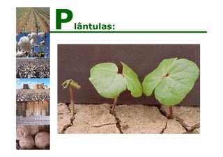 Plântulas:
 