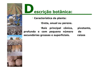 pivotante,
de
raízes
- Característica da planta:
-Ereta, anual ou perene.
-Raiz principal cônica,
profunda e com pequeno número
secundárias grossas e superficiais.
Descrição botânica:
 