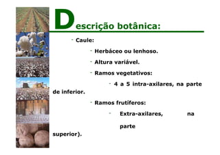 - Caule:
- Herbáceo ou lenhoso.
- Altura variável.
- Ramos vegetativos:
- 4 a 5 intra-axilares, na parte
de inferior.
- Ramos frutíferos:
- Extra-axilares, na
parte
superior).
Descrição botânica:
 