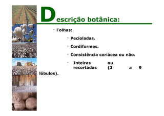 - Folhas:
- Pecioladas.
- Cordiformes.
- Consistência coriácea ou não.
- Inteiras ou
recortadas (3 a 9
lóbulos).
Descrição botânica:
 
