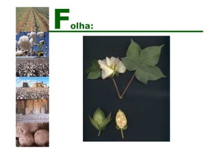 Folha:
 