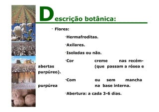 - Flores:
-Hermafroditas.
-Axilares.
-Isoladas ou não.
-Cor creme nas recém-
abertas (que passam a rósea e
purpúreo).
-Com ou sem mancha
purpúrea na base interna.
-Abertura: a cada 3-6 dias.
Descrição botânica:
 