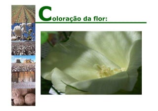 Coloração da flor:
 