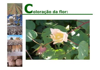 Coloração da flor:
 
