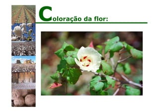 Coloração da flor:
 