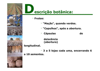 - Frutos:
- “Maçãs“, quando verdes.
- “Capulhos“, após a abertura.
- Cápsulas de
deiscência
(abertura)
longitudinal.
- 3 a 5 lojas cada uma, encerrando 6
a 10 sementes.
Descrição botânica:
 