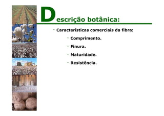 - Características comerciais da fibra:
- Comprimento.
- Finura.
- Maturidade.
- Resistência.
Descrição botânica:
 