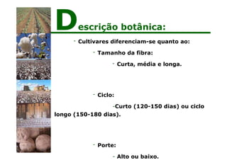 - Cultivares diferenciam-se quanto ao:
- Tamanho da fibra:
- Curta, média e longa.
- Ciclo:
-Curto (120-150 dias) ou ciclo
longo (150-180 dias).
- Porte:
- Alto ou baixo.
Descrição botânica:
 