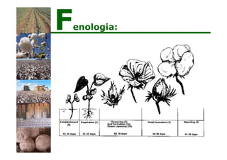 Fenologia:
 