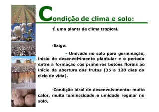 -É uma planta de clima tropical.
-Exige:
- Umidade no solo para germinação,
início do desenvolvimento plantular e o período
entre a formação dos primeiros botões florais ao
início da abertura dos frutos (35 a 120 dias do
ciclo de vida).
-Condição ideal de desenvolvimento: muito
calor, muita luminosidade e umidade regular no
solo.
Condição de clima e solo:
 