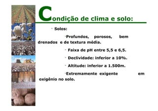 - Solos:
-Profundos, porosos, bem
drenados e de textura média.
- Faixa de pH entre 5,5 e 6,5.
- Declividade: inferior a 10%.
- Altitude: inferior a 1.500m.
-Extremamente exigente em
oxigênio no solo.
Condição de clima e solo:
 
