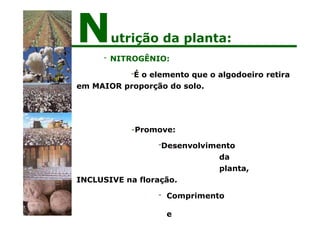 - NITROGÊNIO:
-É o elemento que o algodoeiro retira
em MAIOR proporção do solo.
-Promove:
-Desenvolvimento
da
planta,
INCLUSIVE na floração.
- Comprimento
e
Nutrição da planta:
 