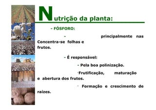 principalmente nas
- FÓSFORO:
-
Concentra-se folhas e
frutos.
- É responsável:
- Pela boa polinização.
e crescimento de
-Frutificação, maturação
e abertura dos frutos.
- Formação
raízes.
Nutrição da planta:
 