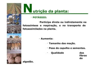 - POTÁSSIO:
-Participa direta ou indiretamente na
fotossíntese e respiração, e no transporte de
fotoassimilados na planta.
- Aumenta:
- Tamanho das maçãs.
- Peso do capulho e sementes.
- Qualidade das
fibras
do
algodão.
Nutrição da planta:
 