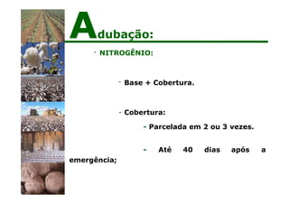 - NITROGÊNIO:
- Base + Cobertura.
- Cobertura:
- Parcelada em 2 ou 3 vezes.
- Até 40 dias após a
emergência;
Adubação:
 