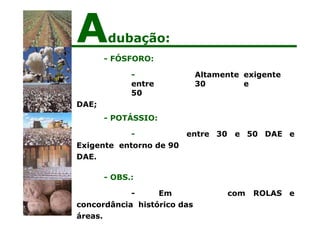 - FÓSFORO:
- Altamente exigente
entre 30 e
50
DAE;
entre 30 e 50 DAE e
- POTÁSSIO:
-
Exigente entorno de 90
DAE.
com ROLAS e
- OBS.:
- Em
concordância histórico das
áreas.
Adubação:
 