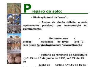 - Eliminação total da “soca”.
possível, por incorporação
- Restos da planta colhida, o mais
ou
rapidamente
quimicamente.
grades
- Recomenda-se a
utilização de leves (até 2
gradagens) e incorporação
com arado (preferencialmente “aiveca”).
- Portaria da Ministério da Agricultura
(n.º 75 de 16 de junho de 1993, n.º 77 de 23
de
junho de 1993 e n.º 116 de 16 de
Preparo do solo:
 