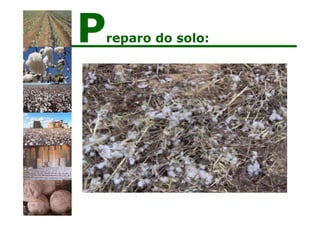 Preparo do solo:
 