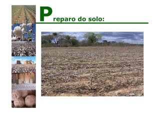 Preparo do solo:
 