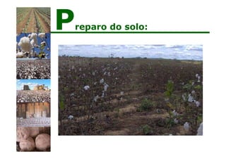 Preparo do solo:
 