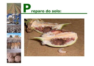 Preparo do solo:
 