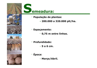 - População de plantas:
- 200.000 a 320.000 plt/ha.
- Espaçamento:
- 0,75 m entre linhas.
- Profundidade:
- 5 a 6 cm.
- Época:
- Março/Abril.
Semeadura:
 