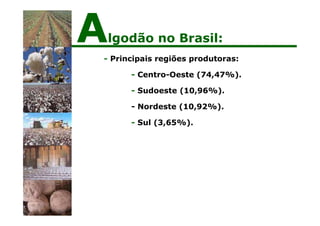 - Principais regiões produtoras:
- Centro-Oeste (74,47%).
- Sudoeste (10,96%).
- Nordeste (10,92%).
- Sul (3,65%).
Algodão no Brasil:
 