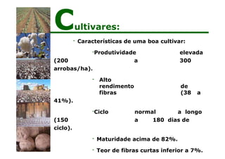 Cultivares:
- Características de uma boa cultivar:
-Produtividade elevada
(200 a 300
arrobas/ha).
- Alto
rendimento de
fibras (38 a
41%).
-Ciclo normal a longo
(150 a 180 dias de
ciclo).
- Maturidade acima de 82%.
- Teor de fibras curtas inferior a 7%.
 