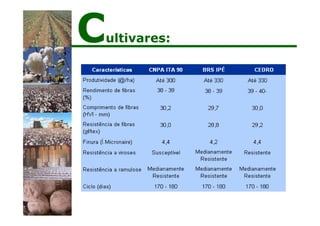 Cultivares:
 