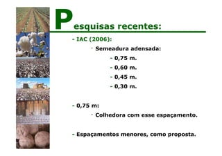 - IAC (2006):
- Semeadura adensada:
- 0,75 m.
- 0,60 m.
- 0,45 m.
- 0,30 m.
- 0,75 m:
- Colhedora com esse espaçamento.
- Espaçamentos menores, como proposta.
Pesquisas recentes:
 