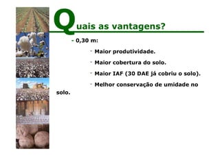 - 0,30 m:
- Maior produtividade.
- Maior cobertura do solo.
- Maior IAF (30 DAE já cobriu o solo).
- Melhor conservação de umidade no
solo.
Quais as vantagens?
 